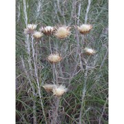 ptilostemon gnaphaloides (cirillo) soják