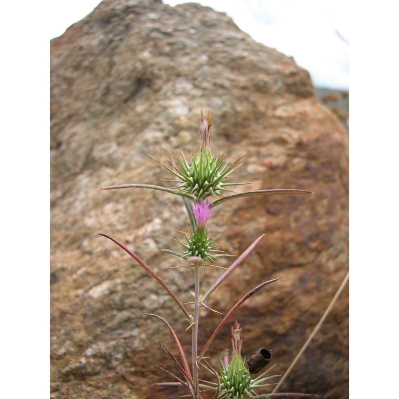 ptilostemon stellatus (l.) greuter