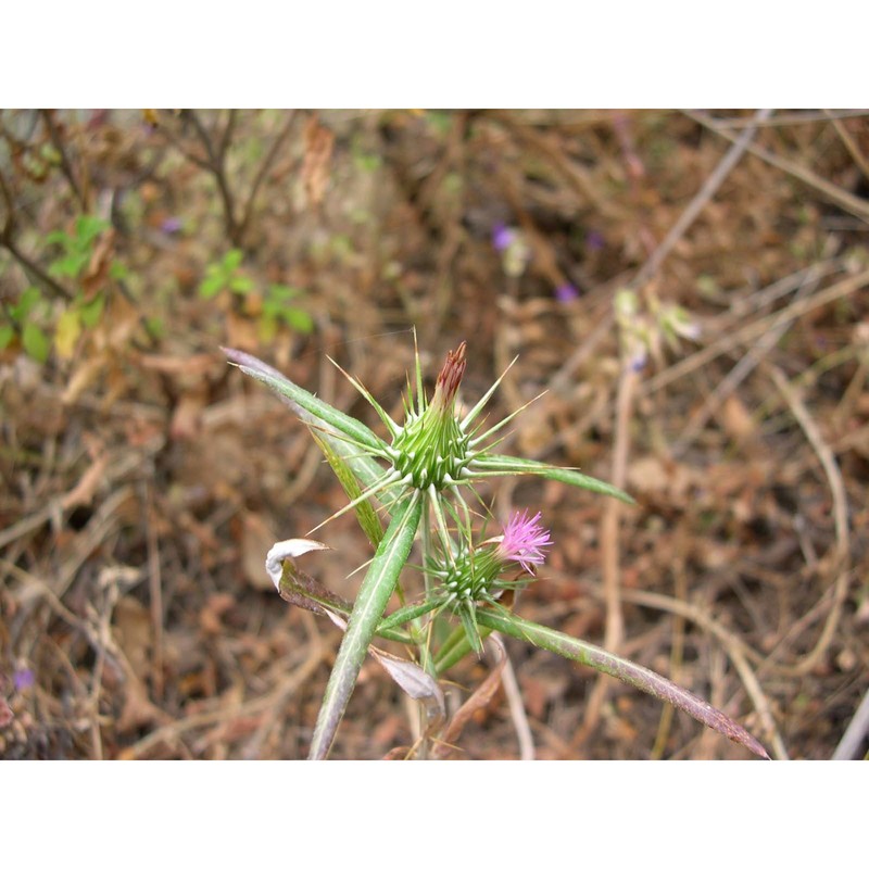 ptilostemon stellatus (l.) greuter