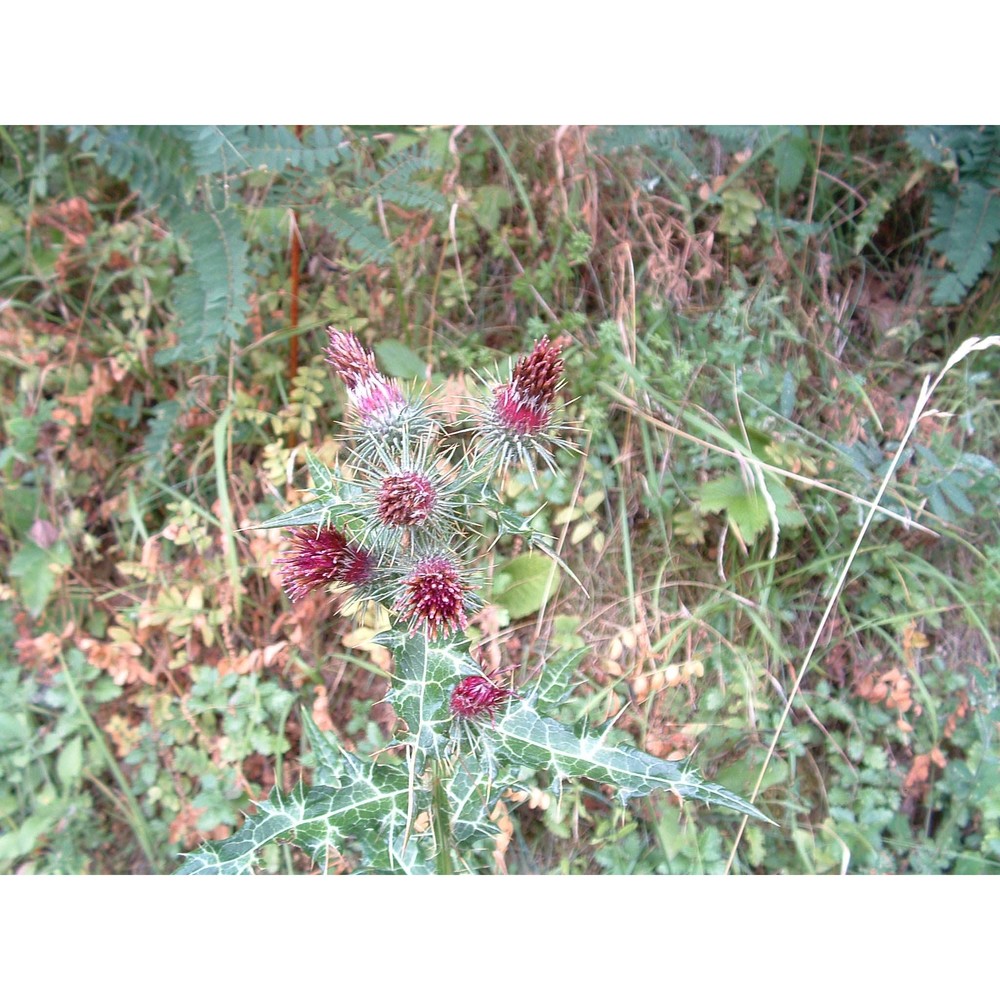 ptilostemon strictus (ten.) greuter