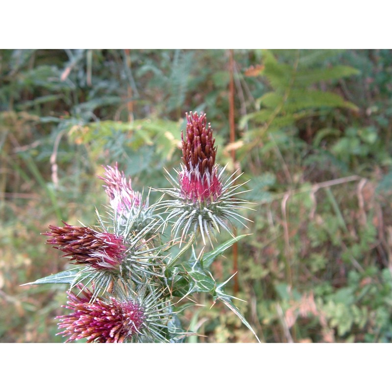 ptilostemon strictus (ten.) greuter