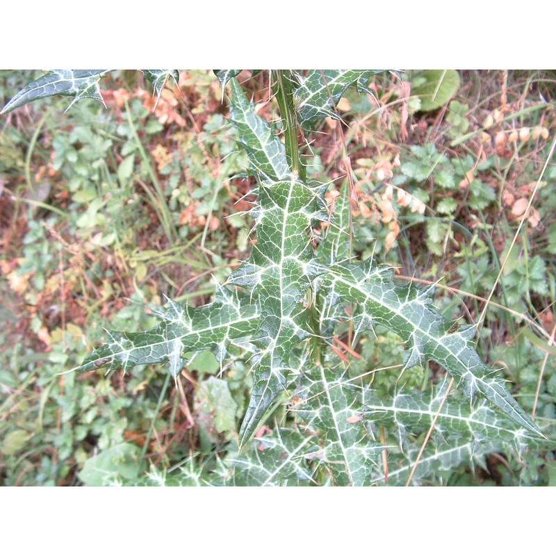 ptilostemon strictus (ten.) greuter