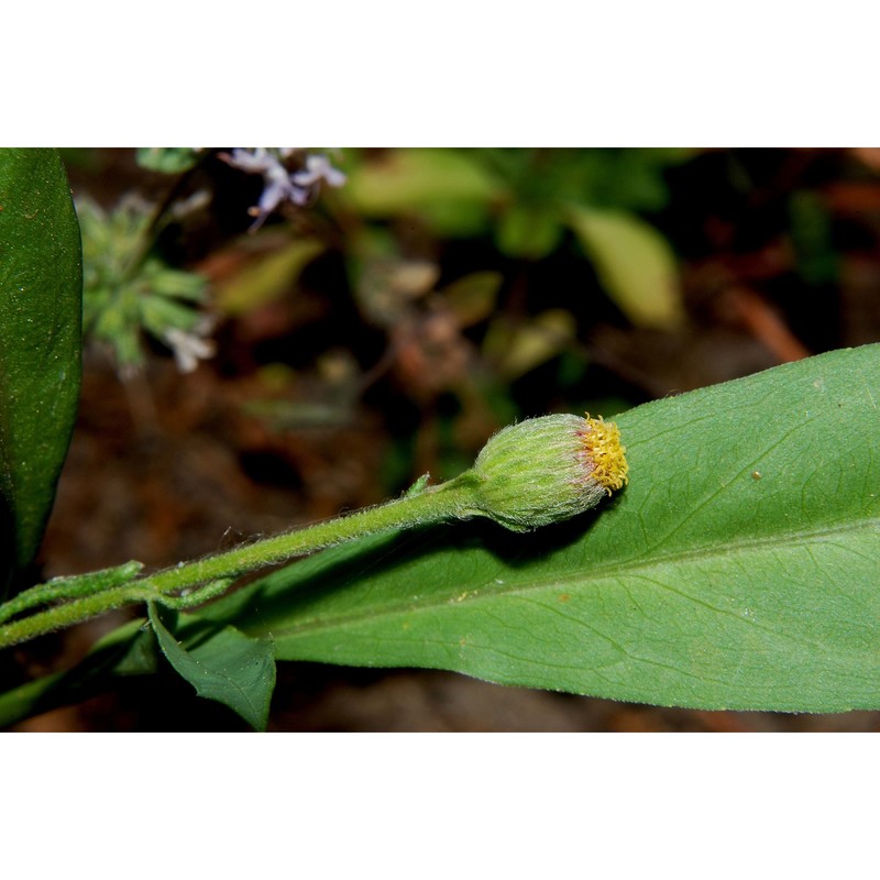 pulicaria clausonis pomel