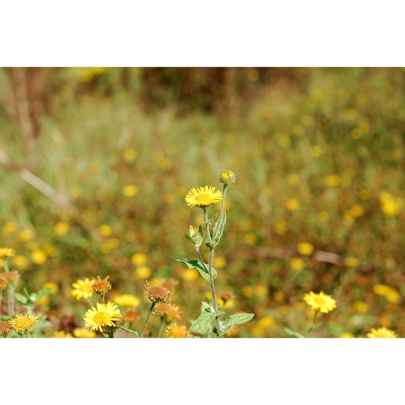 pulicaria dysenterica (l.) bernh.