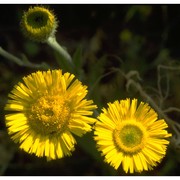 pulicaria dysenterica (l.) bernh.