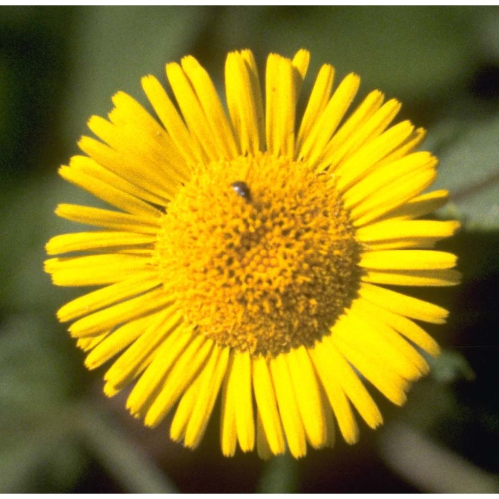 pulicaria dysenterica (l.) bernh.