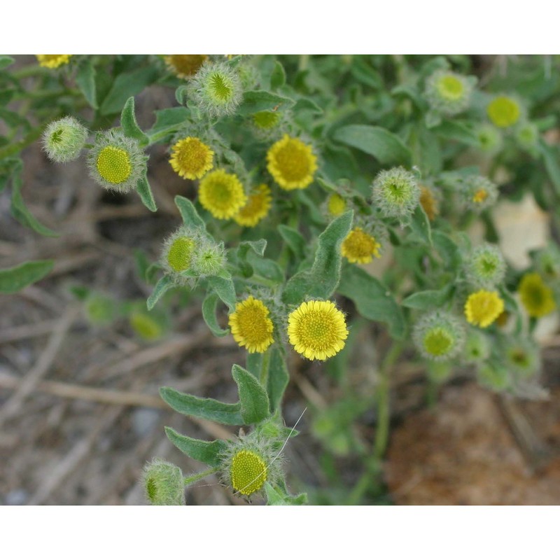 pulicaria vulgaris gaertn.