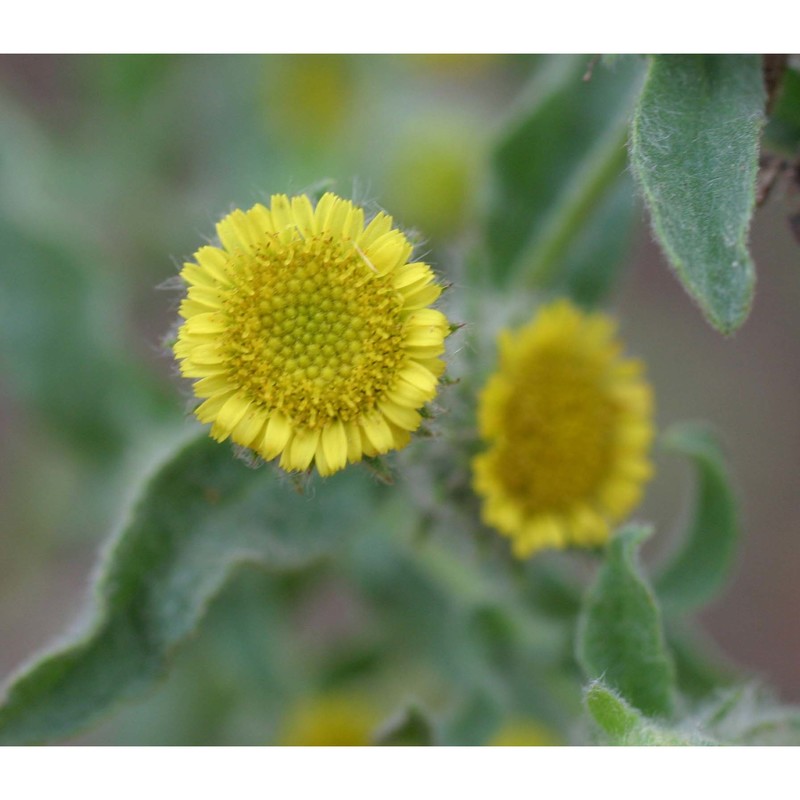 pulicaria vulgaris gaertn.