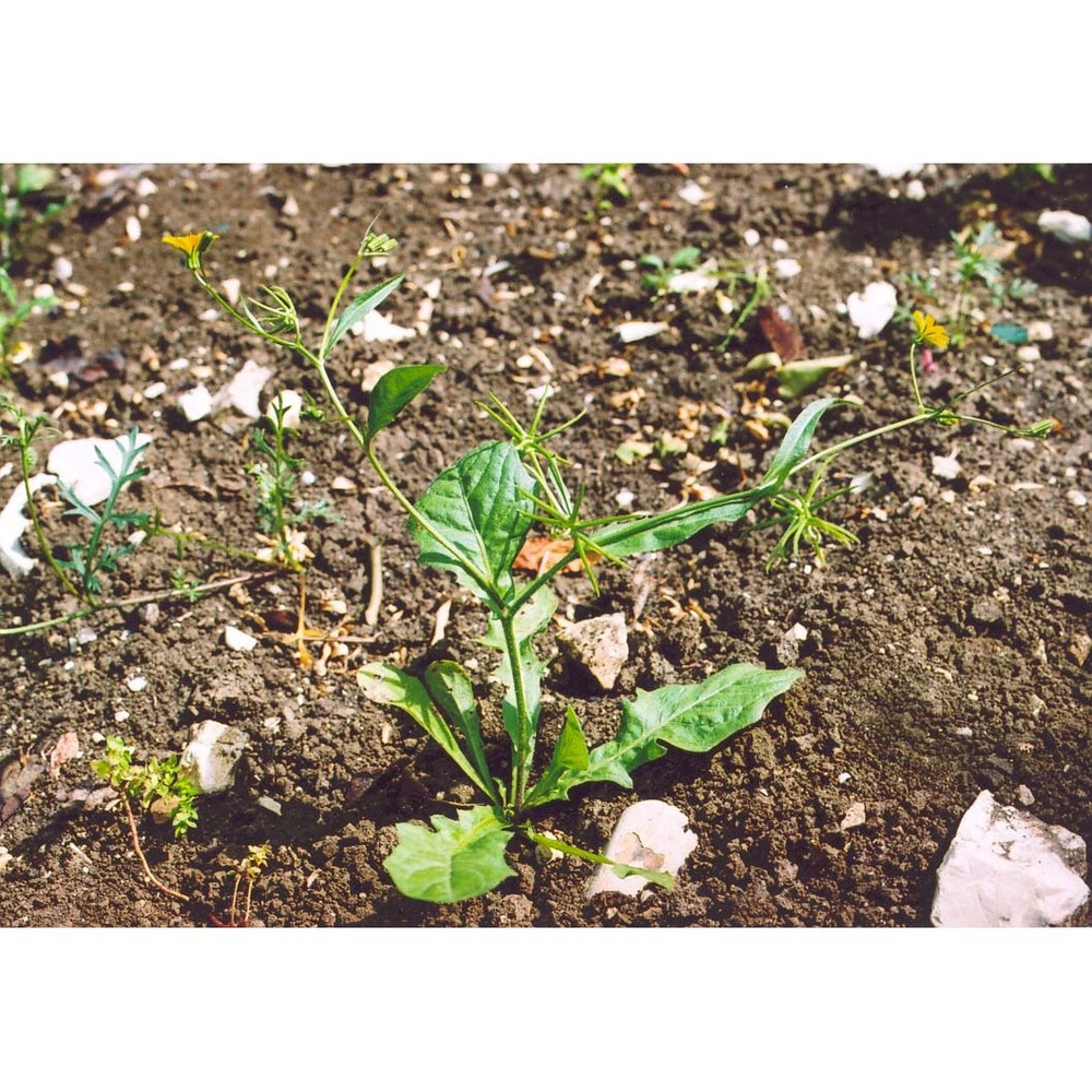 rhagadiolus stellatus (l.) gaertn.