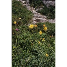 rhaponticoides alpina (l.) m. v. agab. et greuter