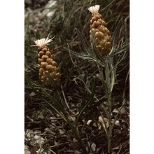 rhaponticum coniferum (l.) greuter subsp. coniferum