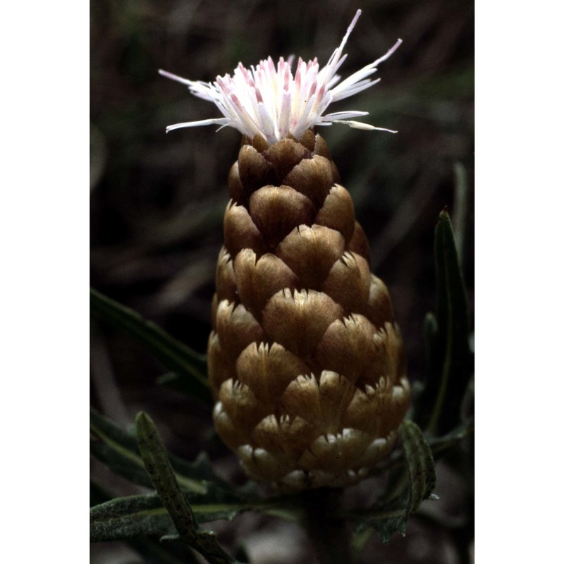 rhaponticum coniferum (l.) greuter subsp. coniferum