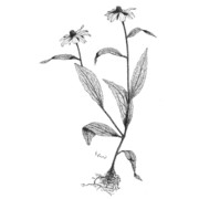 rudbeckia hirta l.