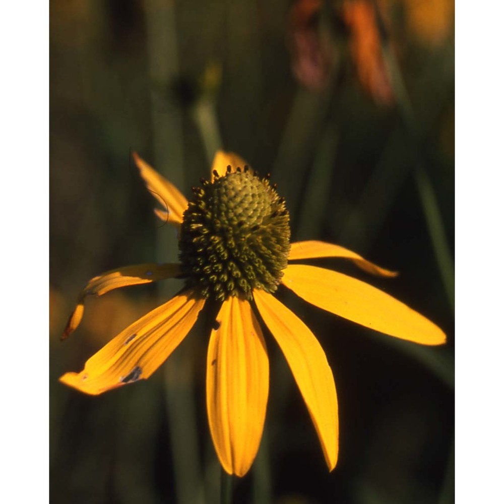 rudbeckia hirta l.