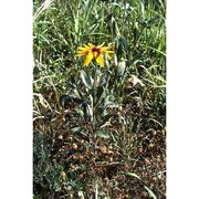 rudbeckia hirta l.