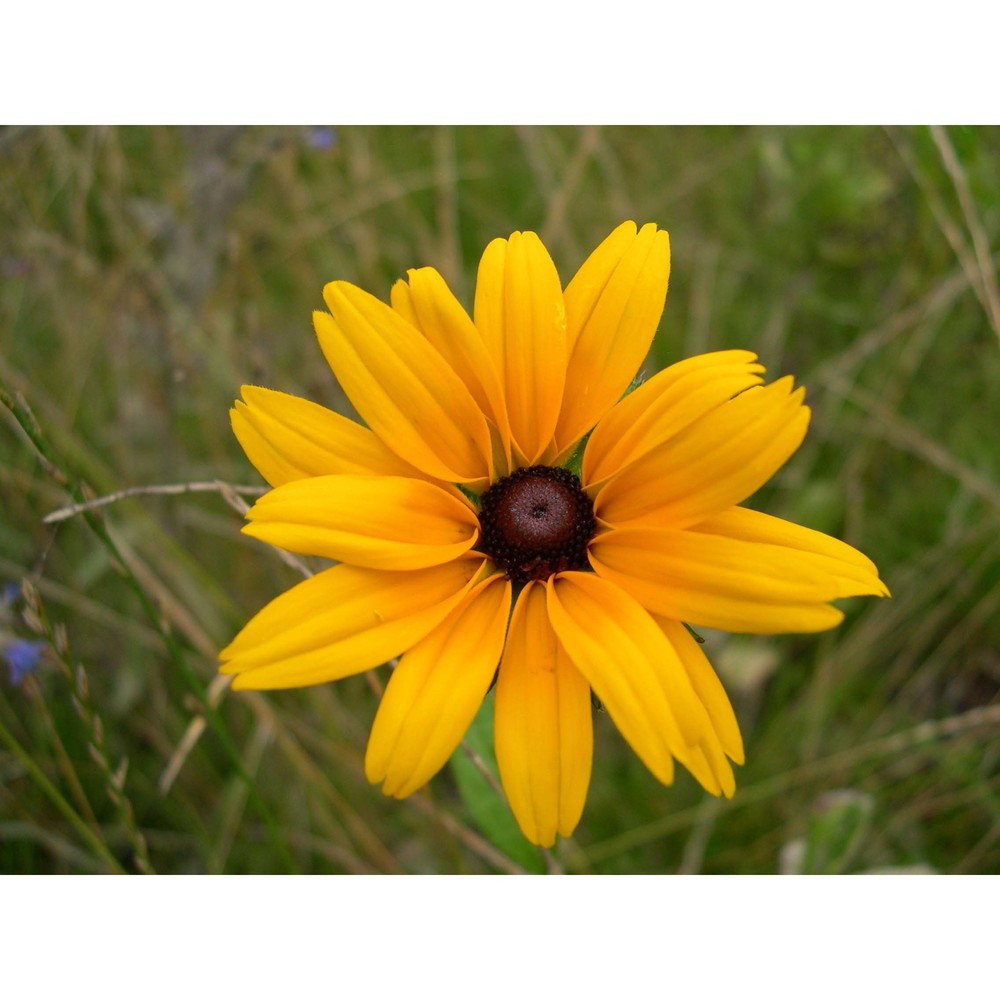 rudbeckia hirta l.