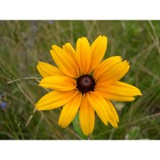 rudbeckia hirta l.