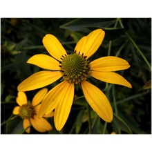 rudbeckia laciniata l.