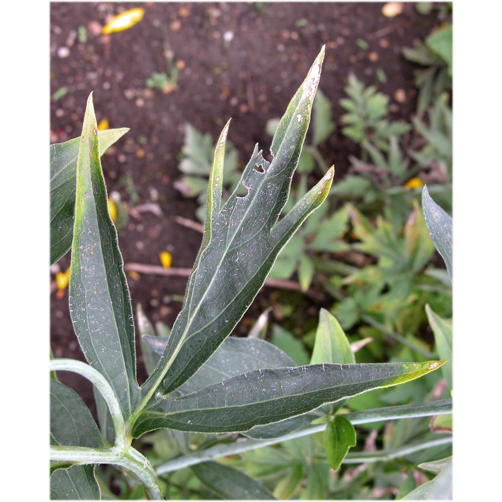 rudbeckia laciniata l.