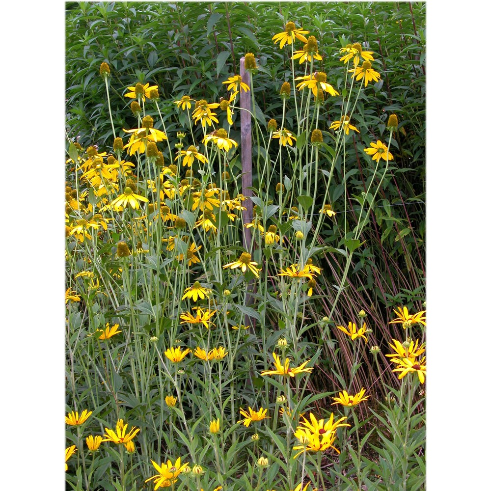 rudbeckia laciniata l.