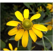 rudbeckia laciniata l.