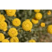 santolina insularis (gennari ex fiori) arrigoni