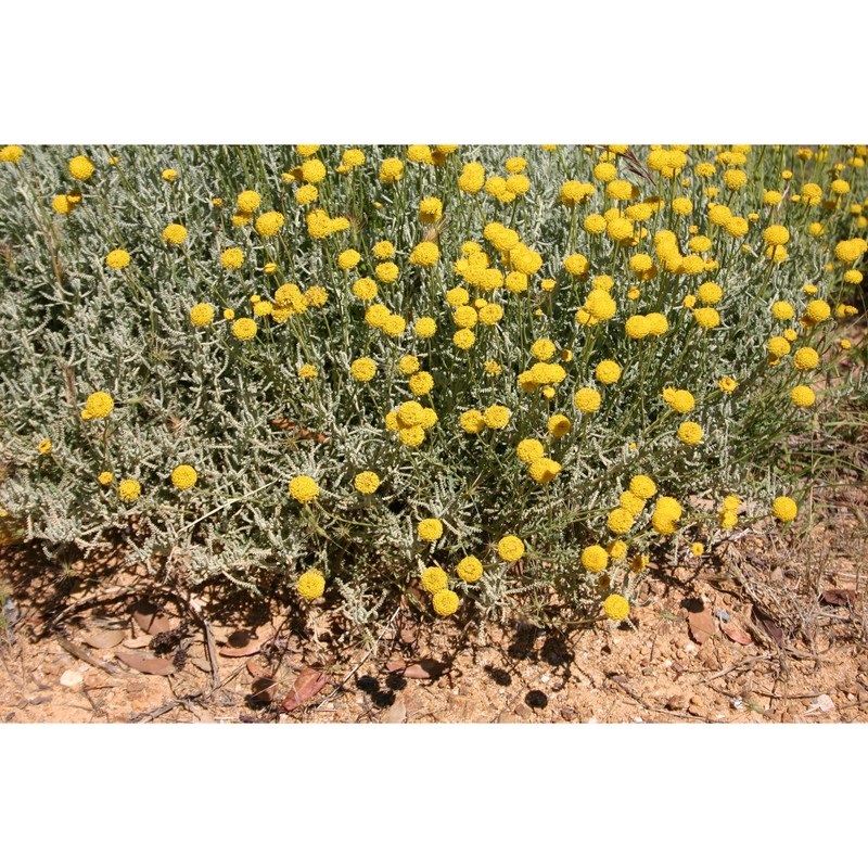 santolina insularis (gennari ex fiori) arrigoni