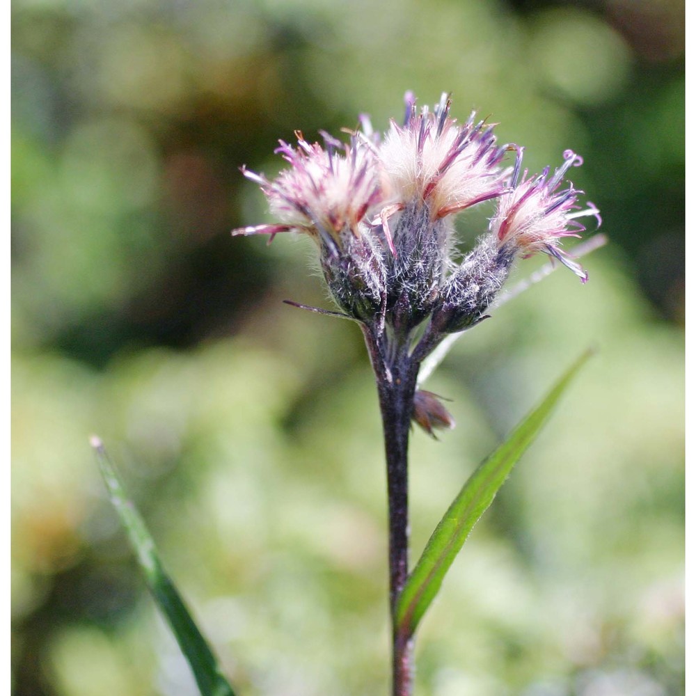 saussurea alpina (l.) dc.