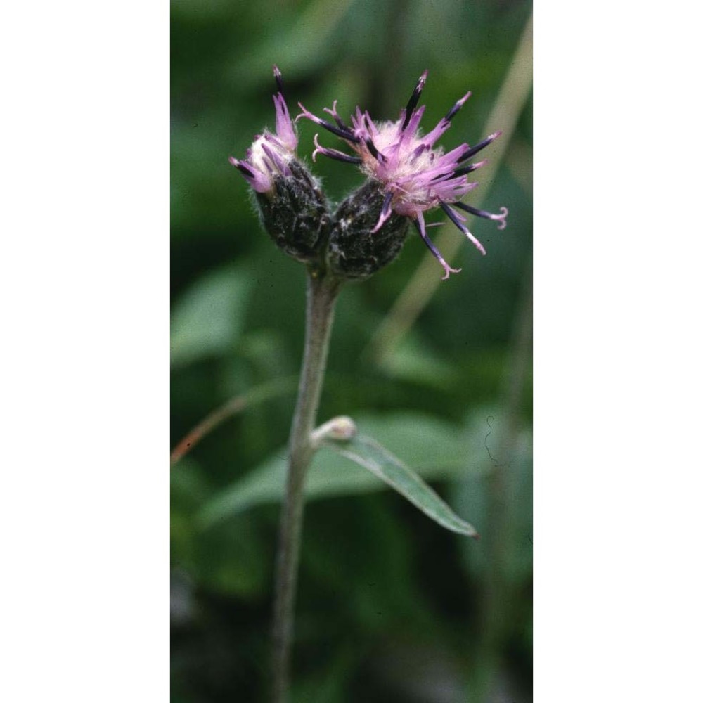 saussurea discolor (willd.) dc.