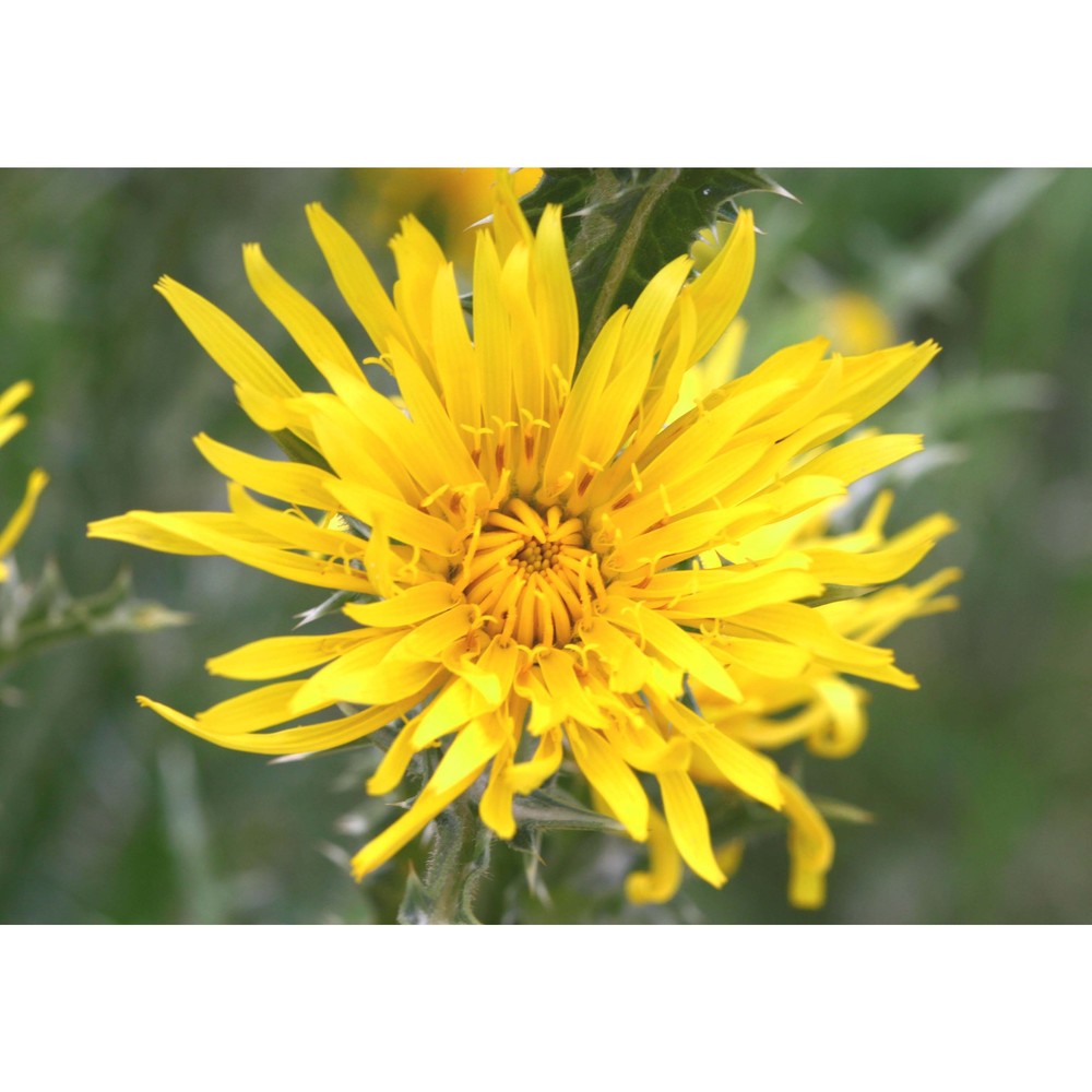 scolymus grandiflorus desf.