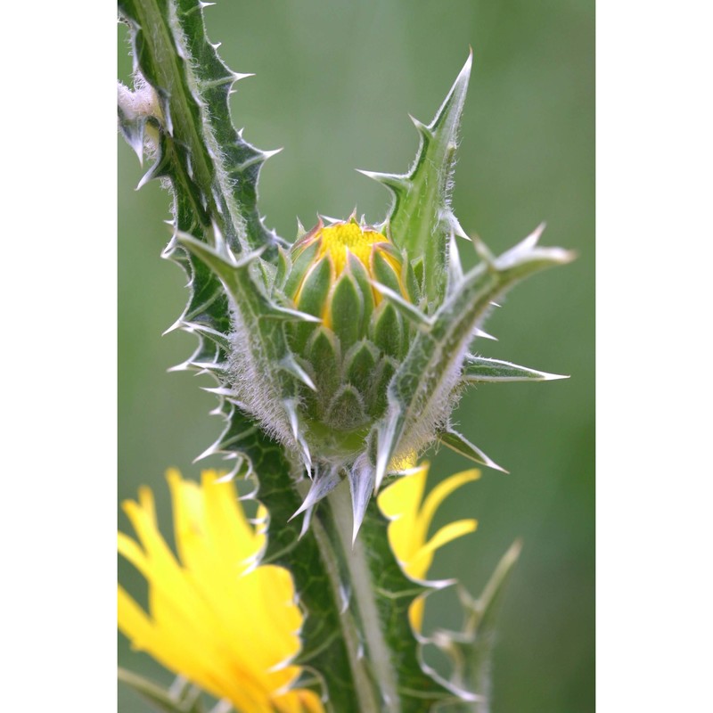 scolymus grandiflorus desf.