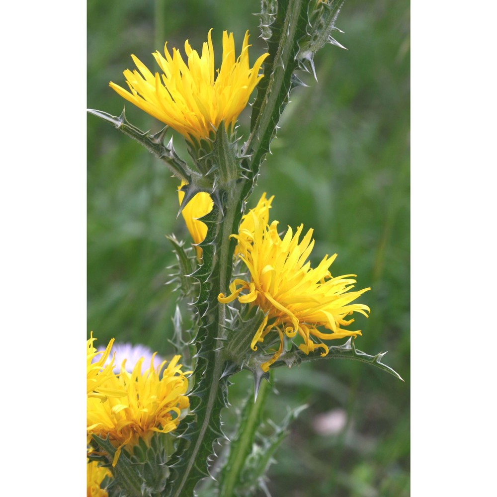 scolymus grandiflorus desf.