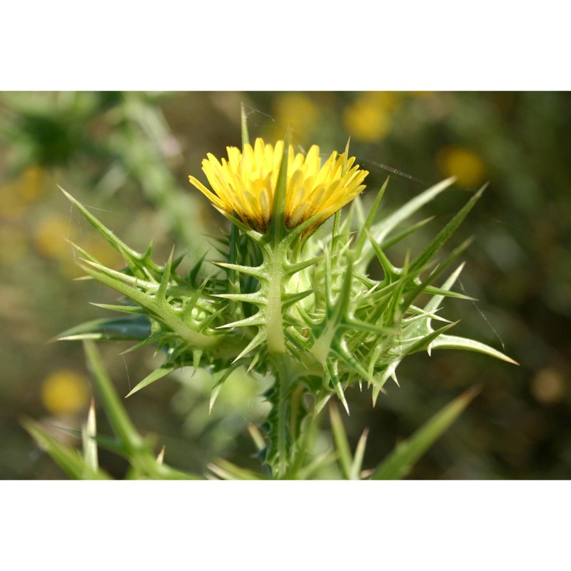 scolymus maculatus l.