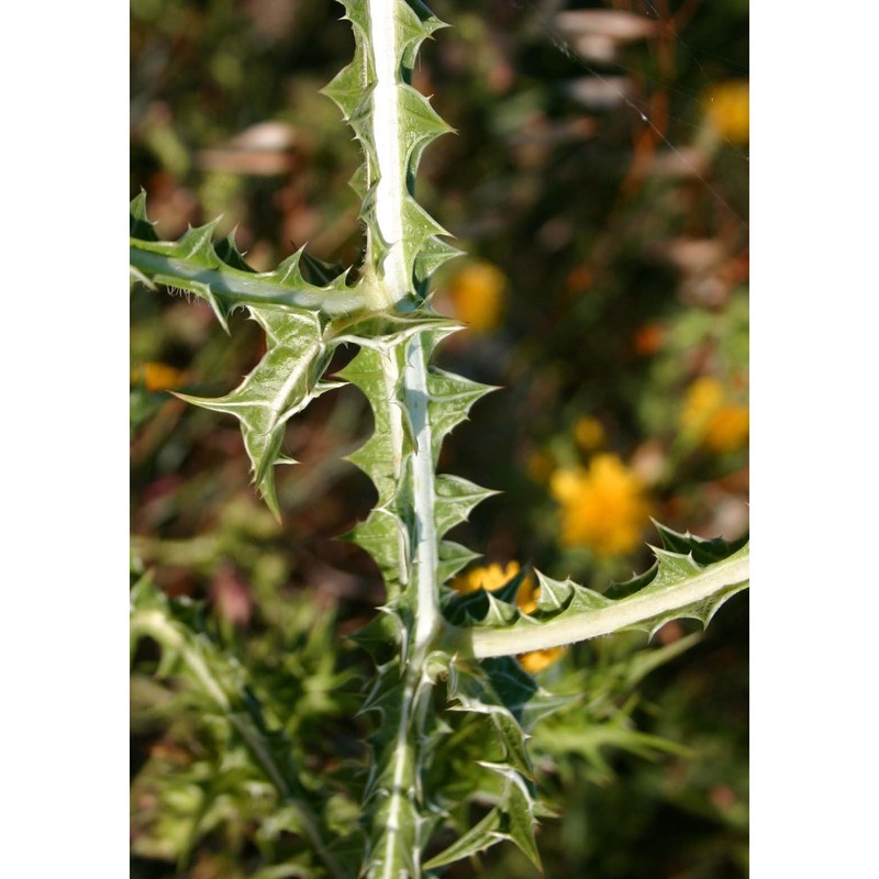 scolymus maculatus l.