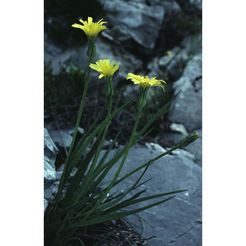 scorzonera austriaca willd.