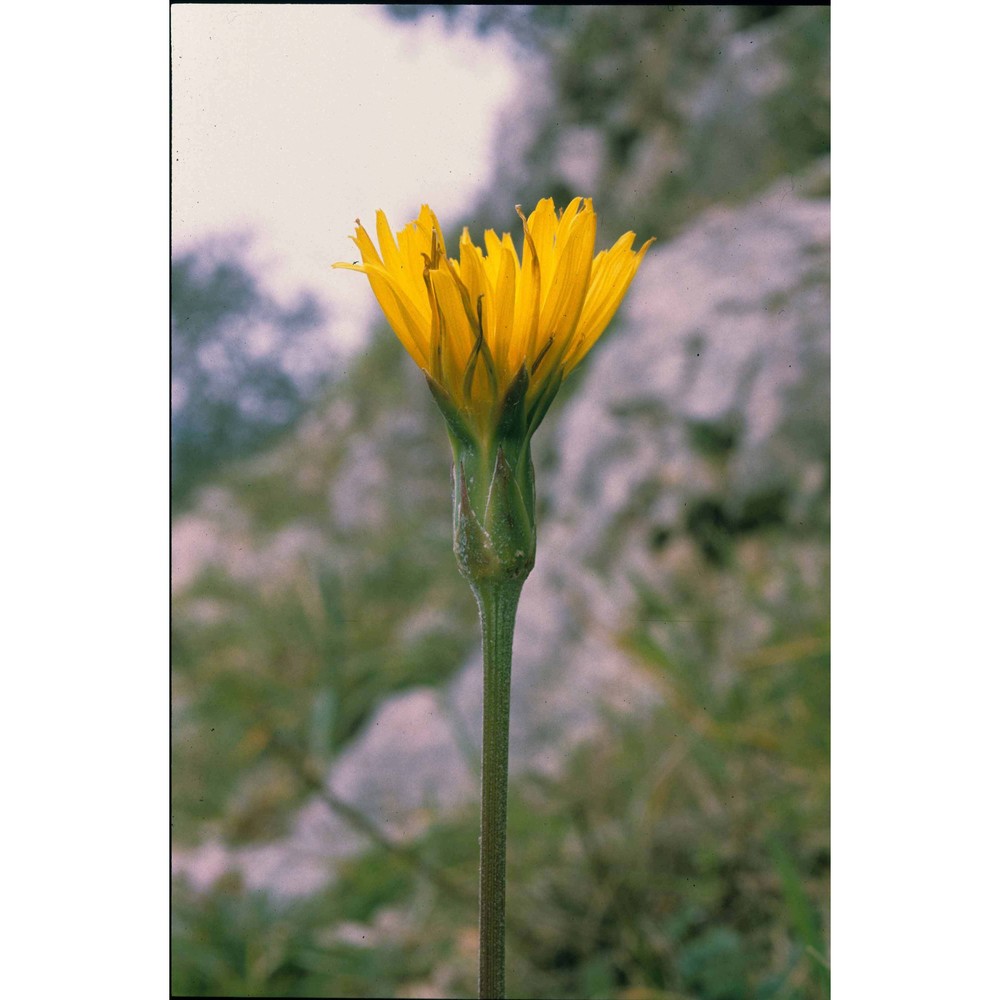 scorzonera humilis l.