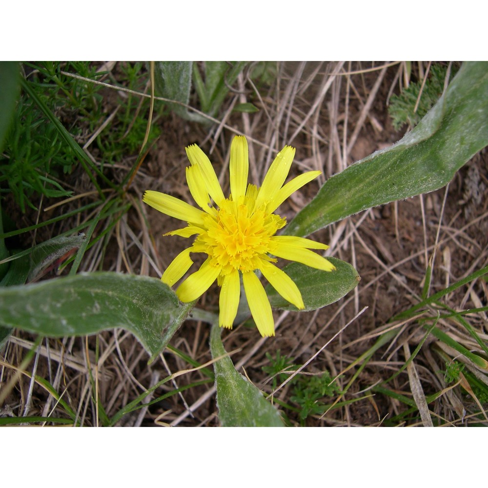 scorzonera humilis l.