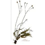 scorzoneroides autumnalis (l.) moench