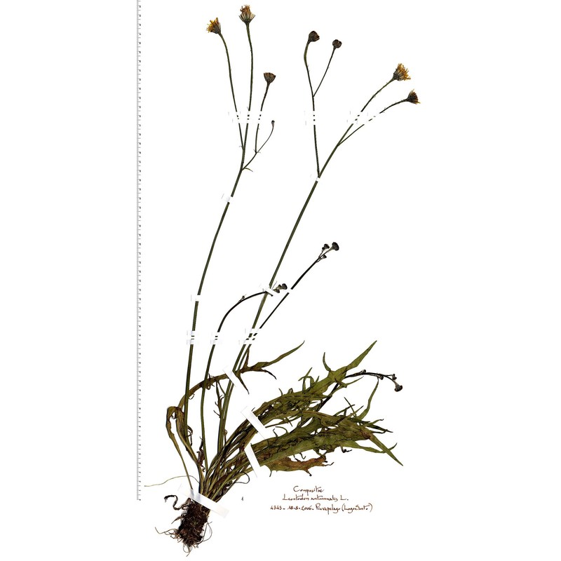 scorzoneroides autumnalis (l.) moench