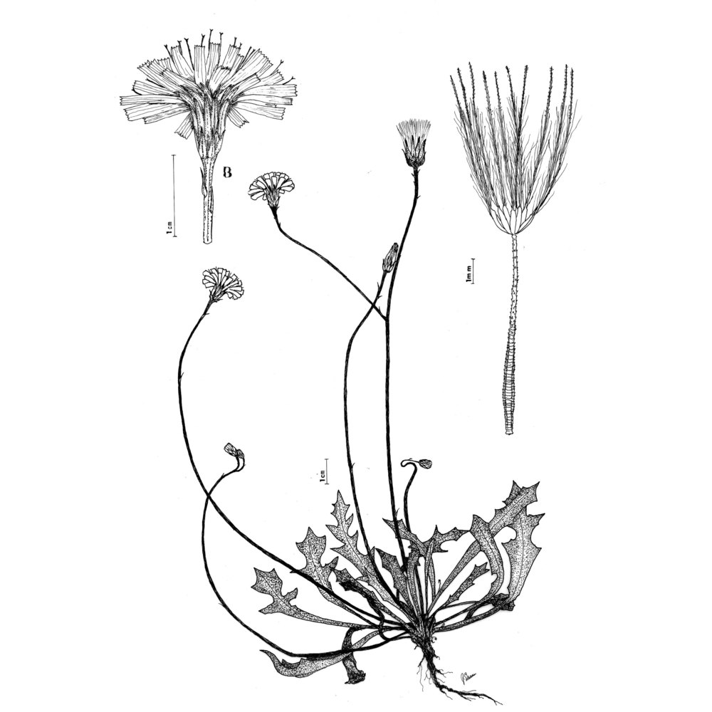 scorzoneroides muelleri (sch. bip.) greuter et talavera subsp. muelleri
