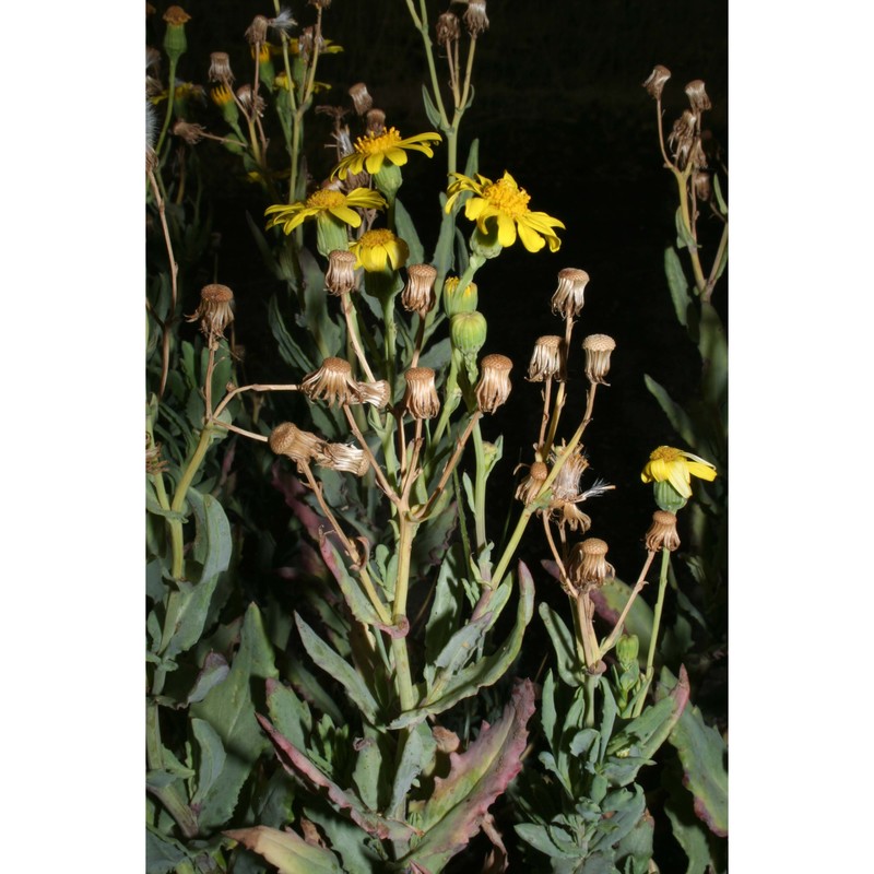 senecio aethnensis jan ex dc.