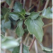 senecio angulatus l. fil.