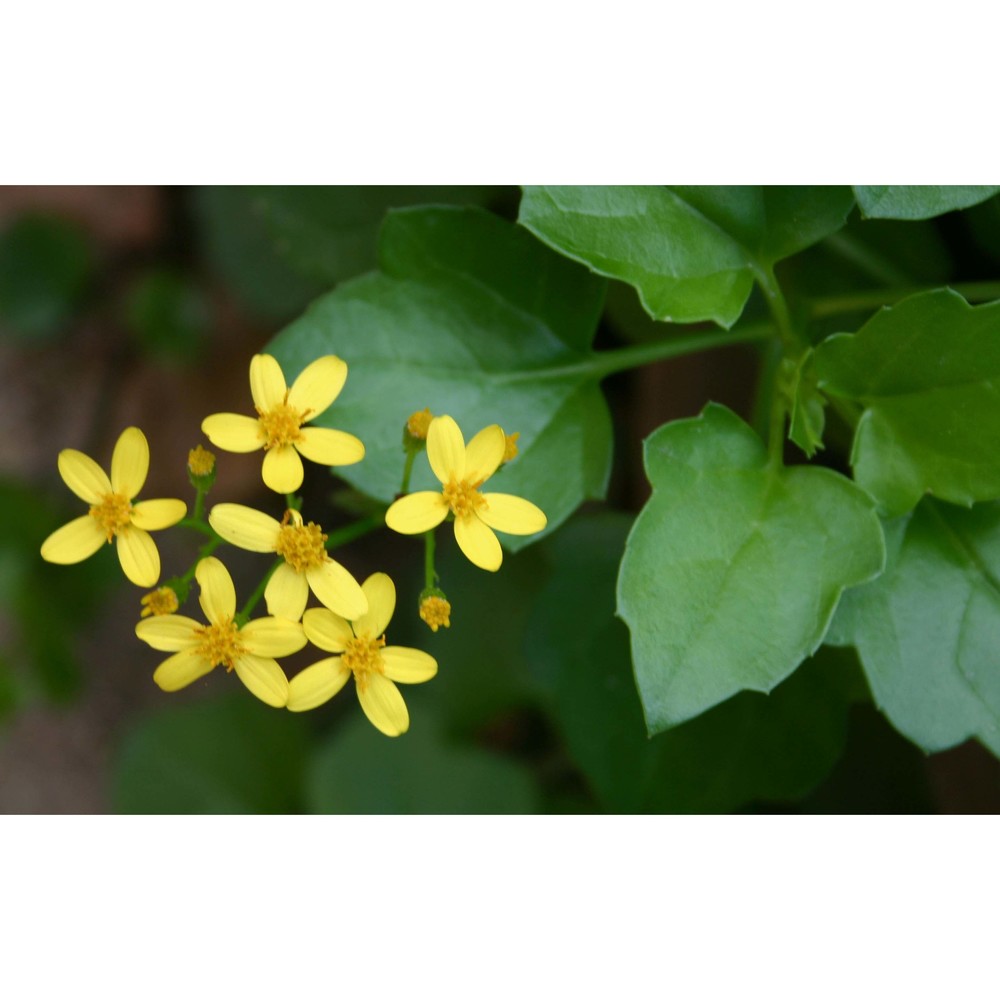 senecio angulatus l. fil.