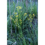 senecio doria l. subsp. doria