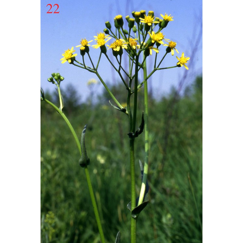 senecio doria l. subsp. doria