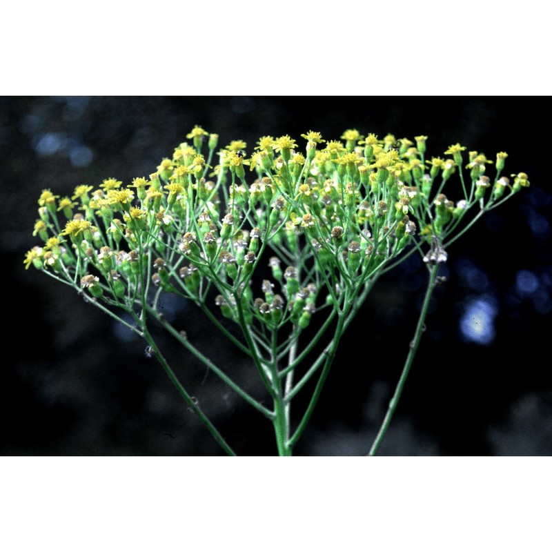 senecio doria l. subsp. doria