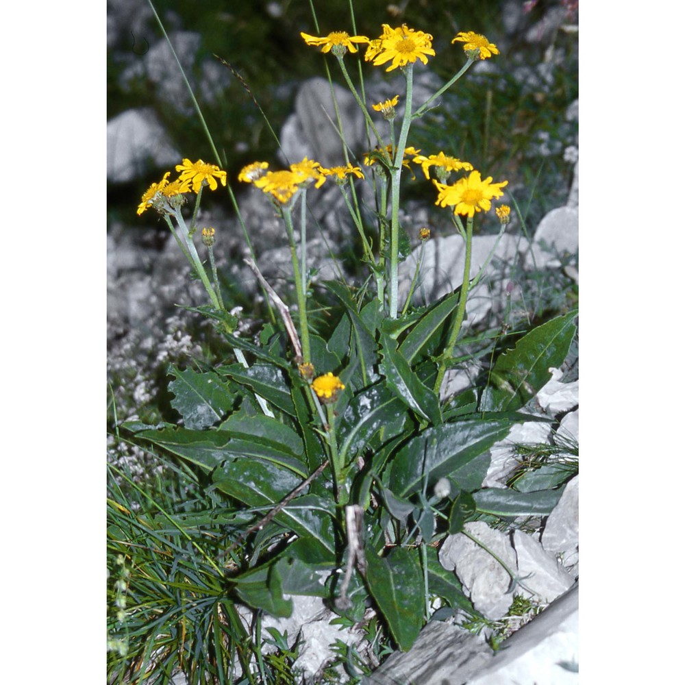 senecio doronicum (l.) l.