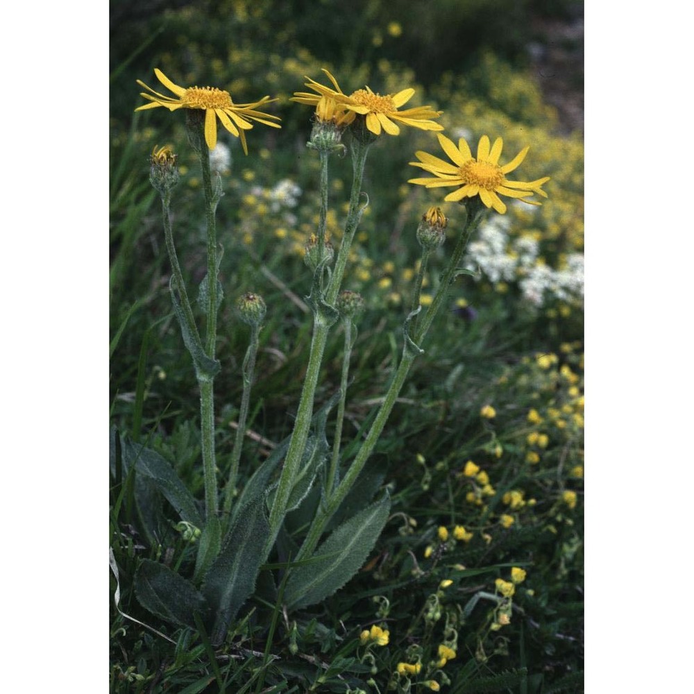 senecio doronicum (l.) l.