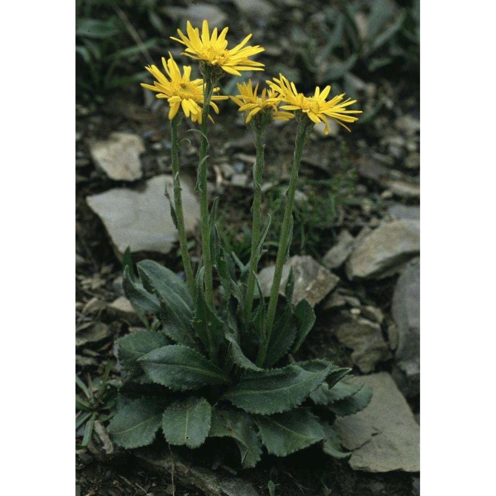 senecio doronicum (l.) l.