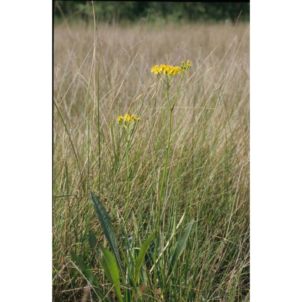 senecio fontanicola grulich et hodálová